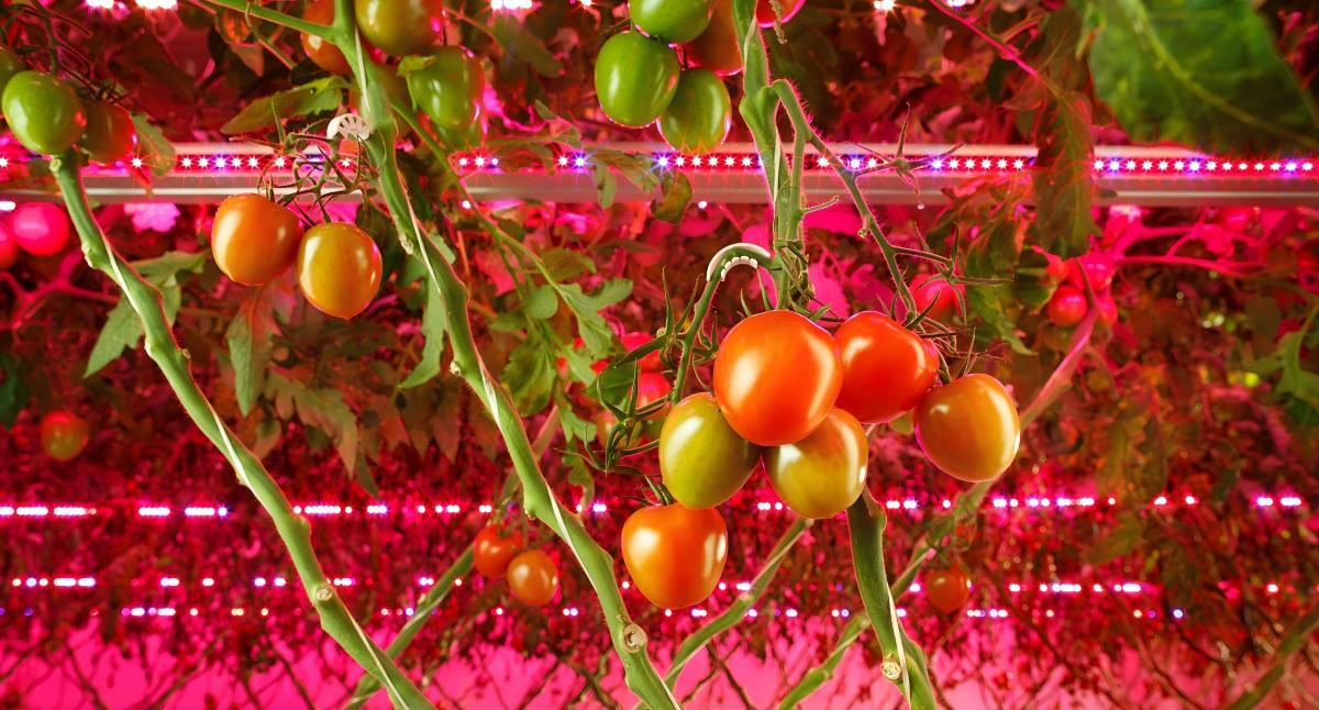 under canopy for tomatoes.jpg