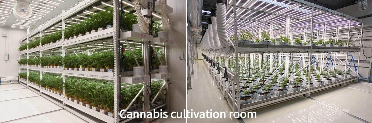 cannabis cultivation .jpg cannabis cultivation .jpg