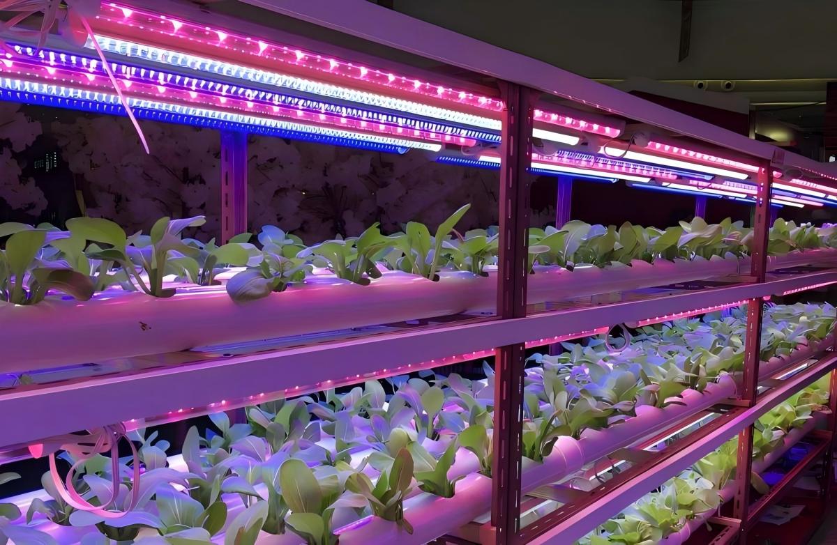 vertical farm.jpg vertical farm.jpg