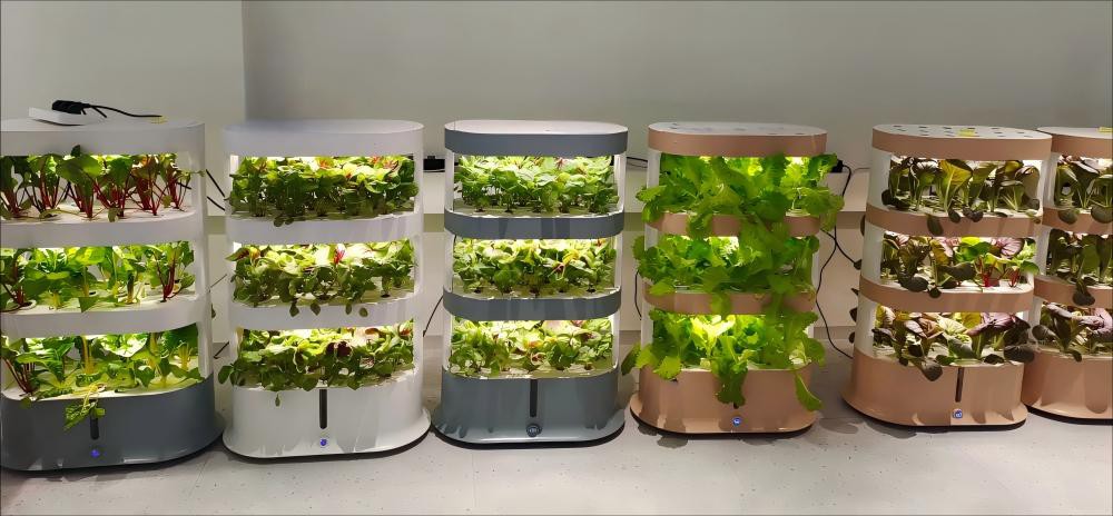 hydroponic plants indoor.jpg hydroponic plants indoor.jpg